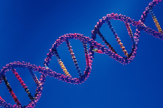 Stopgap DNA Repair Needs a Second Step