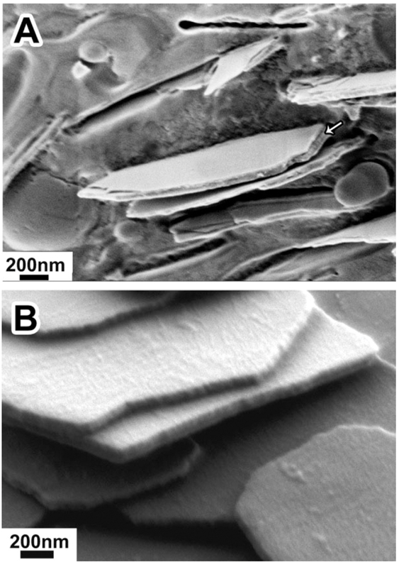 Why Fish Scales Shine