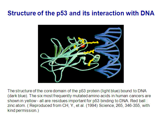 p53 Turns Thirty