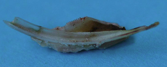 How Sea Urchin Teeth Stay Sharp