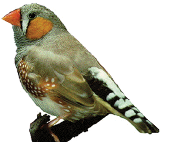 Darwin's Finch and the Evolution of Smell